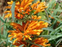 Leonotis leonurus