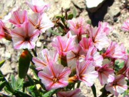 Limonium capense