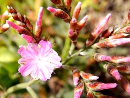 Limonium peregrinum calyces