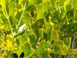 Notobubon galbanum leaves