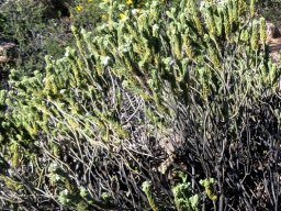 Oftia revoluta