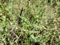 Pentzia incana dry flowerheads