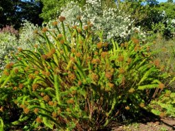 Phymaspermum acerosum
