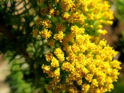 Phymaspermum