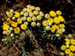 Phymaspermum athanasioides
