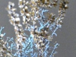 Stoebe cinerea  