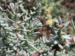 Suaeda fruticosa