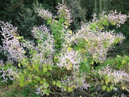 Tetradenia riparia
