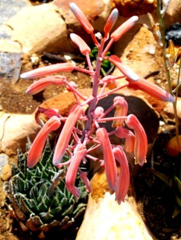 Aristaloe aristata inflorescence