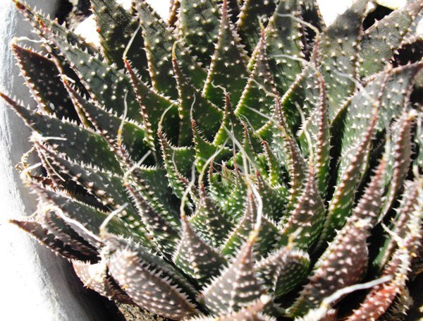 Aristaloe aristata