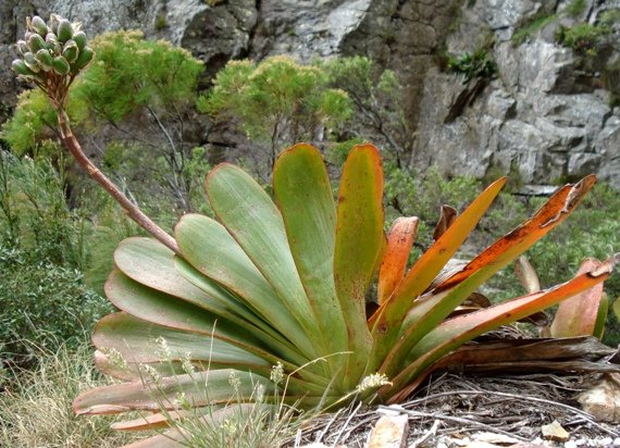 Kumara haemanthifolia leaves