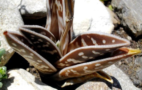 Gonialoe variegata leaves