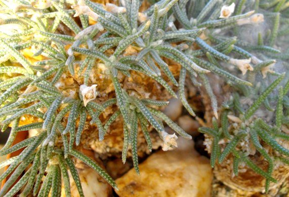 Avonia quinaria subsp. quinaria stems