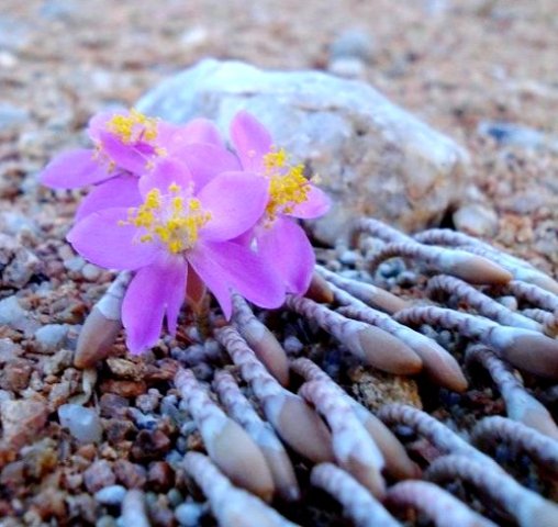 Avonia quinaria subsp. quinaria flowers