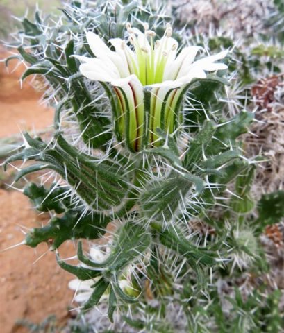 Codon royenii flowering