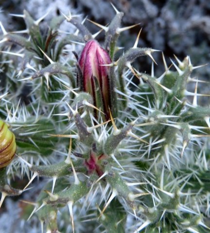 Codon royenii bud