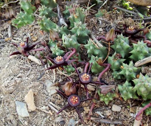 Duvalia caespitosa flowers