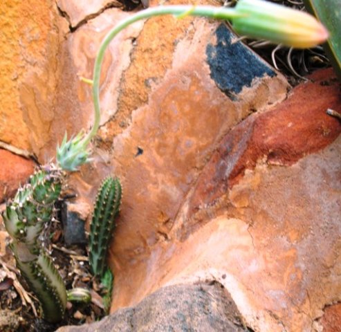 Kleinia stapeliiformis