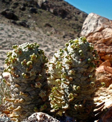 Larryleachia perlata