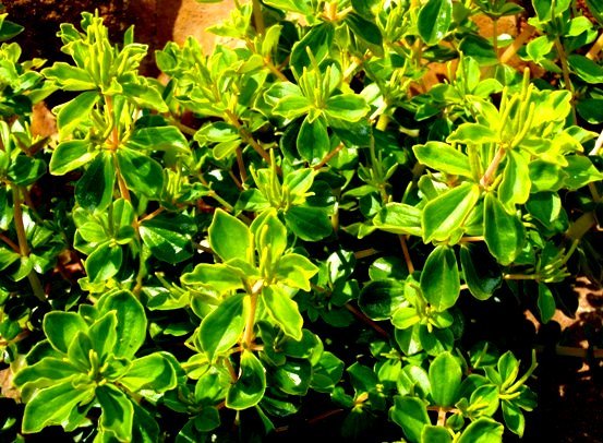 Peperomia blanda