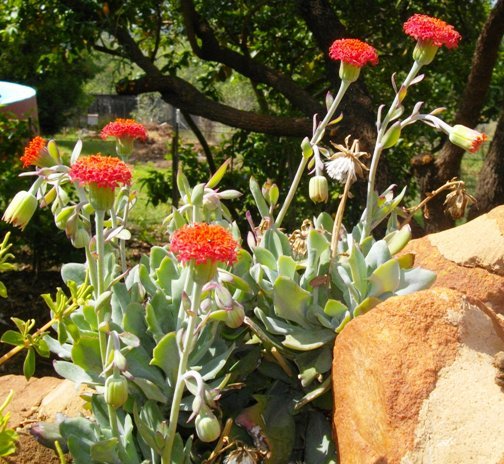 Kleinia fulgens