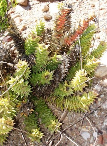 Astroloba aspera