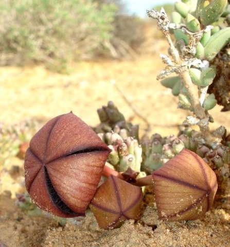 Tridentea pachyrrhiza buds
