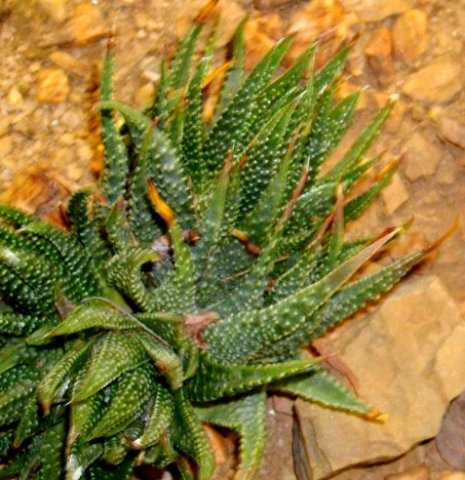 Tulista minima var. minima leaves
