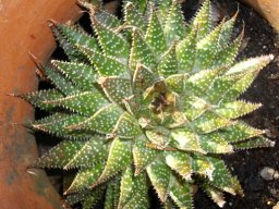 Aristaloe aristata and the fat of the land