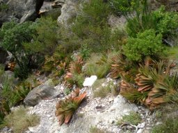 Kumara haemanthifolia habitat