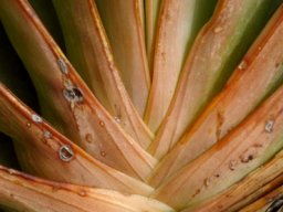 Kumara haemanthifolia leaf bases