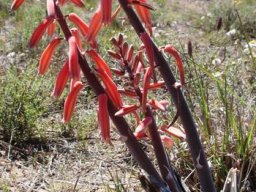 Gonialoe variegata