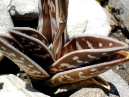 Gonialoe variegata leaves