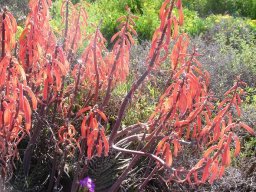 Gonialoe variegata near Oudtshoorn