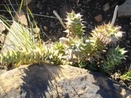 Astroloba foliolosa budding