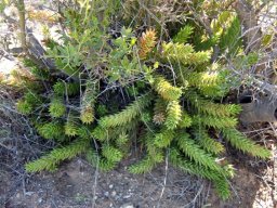Astroloba smutsiana grown large