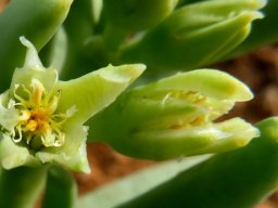Augea capensis flowering stages