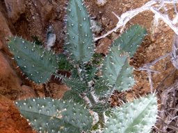Codon royenii leaves