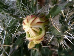 Codon royenii floral snarl