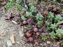 Duvalia caespitosa flowers