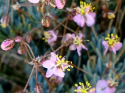 Kewa salsoloides in flower