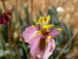 Kewa salsoloides flower