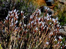 Kleinia longiflora
