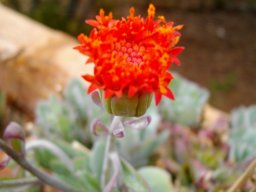 Kleinia fulgens starting to open