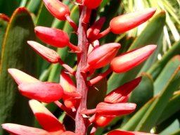 Kumara plicatilis buds