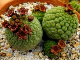 Larryleachia cactiformis in the lap of luxury