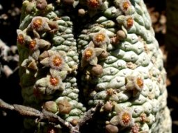 Larryleachia perlata stem