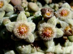 Larryleachia perlata flowers