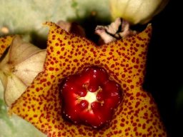 Lavrania haagnerae flower