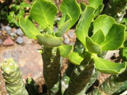 Monadenium lugardiae